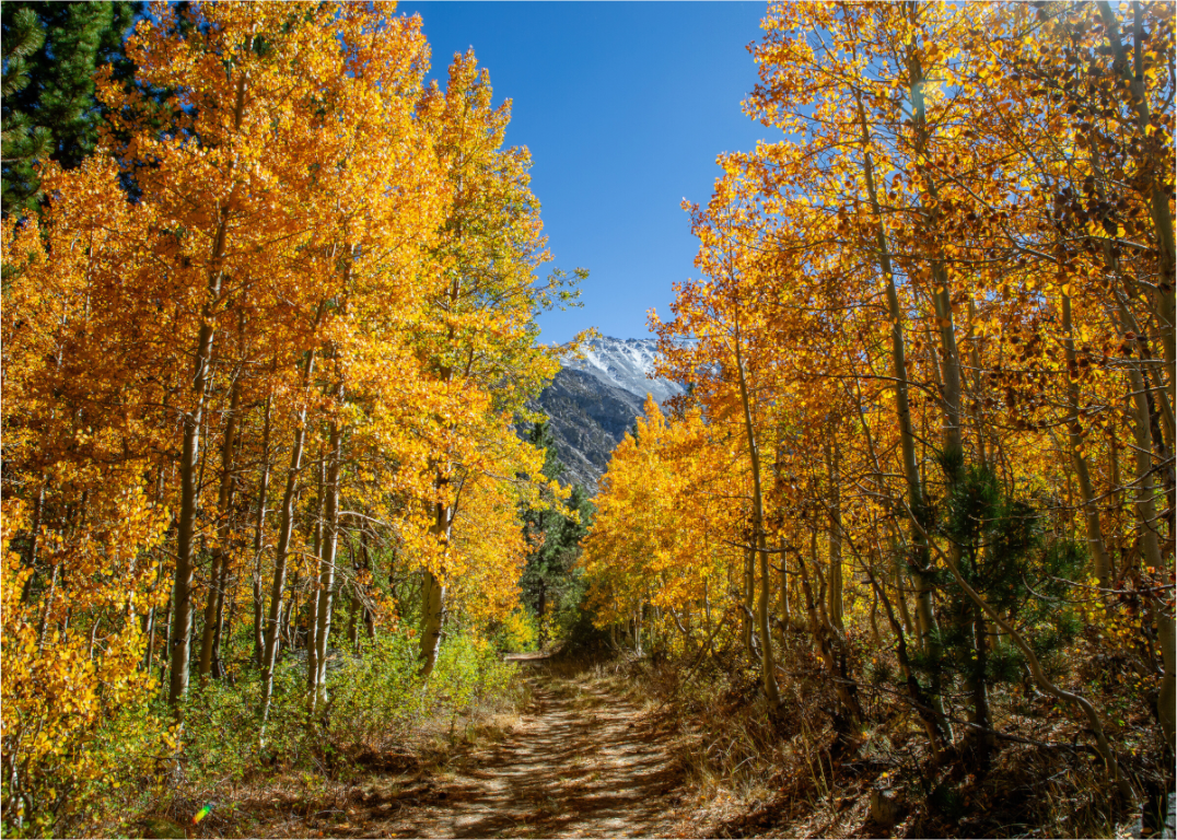 Main image Autumn in the Sierras