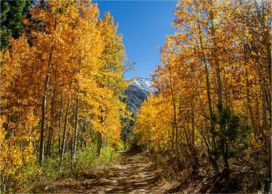 Main image Autumn in the Sierras